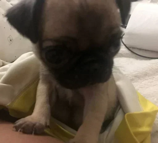 Telegram sticker 😐 Pedro @asseidade :: @fStikBot