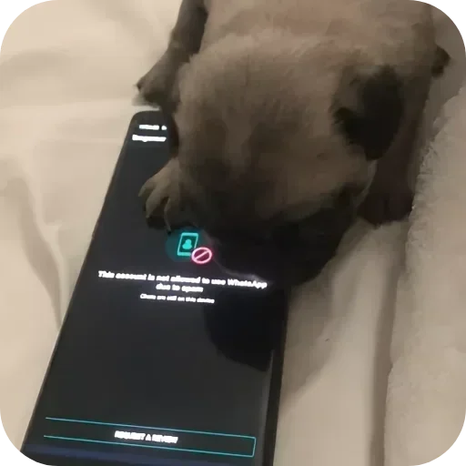 Telegram sticker 🌟 Pedro @asseidade :: @fStikBot