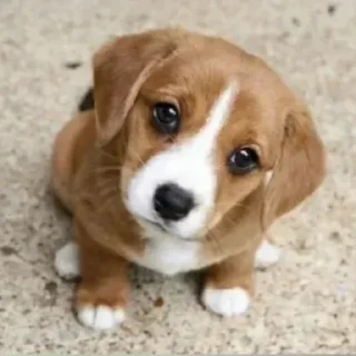 Video sticker 🙂 Pedro @asseidade :: @fStikBot