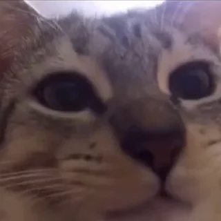 Video sticker 🧸 @Nezukooo_uwu :: @fStikBot