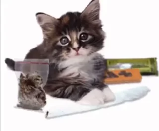 Video sticker 🥰 лоликПума | via sticked.app