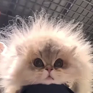 Video sticker 🐾 𝐅𝐔𝐍𝐍𝐘 🐾 | @IIDRM