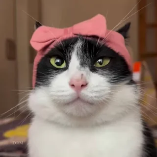 Video sticker 🐾 𝐅𝐔𝐍𝐍𝐘 🐾 | @IIDRM