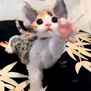 Video sticker 🐾 𝐅𝐔𝐍𝐍𝐘 🐾 | @IIDRM