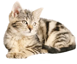 Sticker 🤨 @wisdom_droplets Cats — @stckrRobot