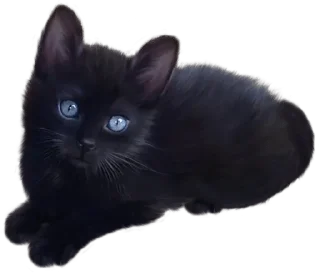 Video sticker 😺 @wisdom_droplets Cats — @stckrRobot