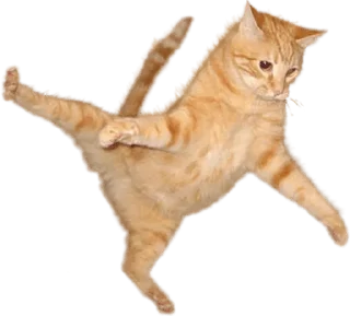 Video sticker 😮 @wisdom_droplets Cats — @stckrRobot