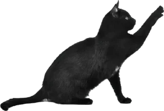Video sticker 😺 @wisdom_droplets Cats — @stckrRobot