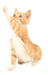 Telegram sticker 😺 @wisdom_droplets Cats — @stckrRobot