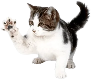 Telegram sticker ✋ @wisdom_droplets Cats — @stckrRobot