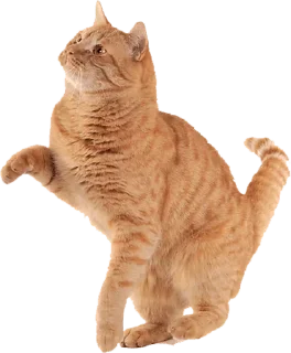 Telegram sticker 🤔 @wisdom_droplets Cats — @stckrRobot