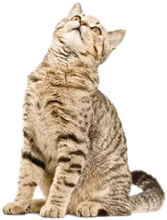 Telegram sticker 🤔 @wisdom_droplets Cats — @stckrRobot