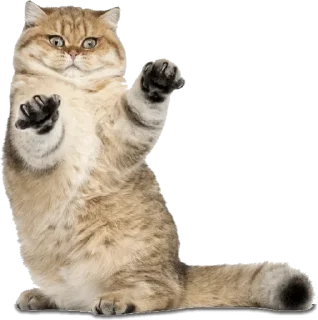 Telegram sticker 🤭 @wisdom_droplets Cats — @stckrRobot