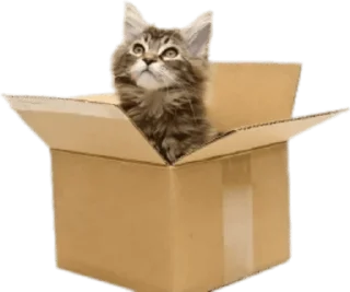Telegram sticker 📦 @wisdom_droplets Cats — @stckrRobot