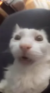 Video sticker 😱 Сборник | @stickrest