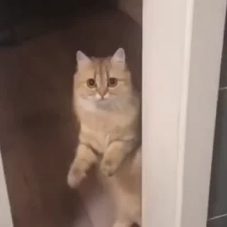 Video sticker 😟 Сборник | @stickrest