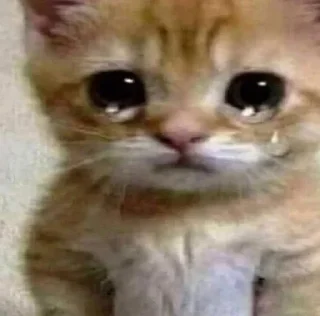 Video sticker 😿 Punya kimi!!