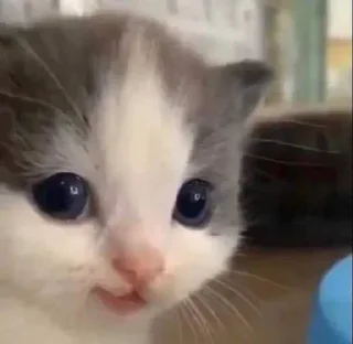 Video sticker 😺 Punya kimi!!