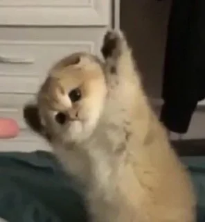 Telegram sticker 🙀 Punya kimi!!