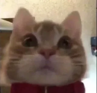 Telegram sticker 😾 Punya kimi!!