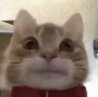 Telegram sticker 😼 Punya kimi!!