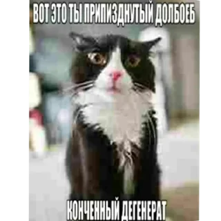 Video sticker 😡 Больше стиков тут: @stikery4