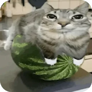 Video sticker 🐱 Больше стиков тут: @stikery4