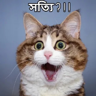 Telegram sticker 😐 Bangla Stickers