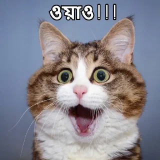Telegram sticker 😮 Bangla Stickers