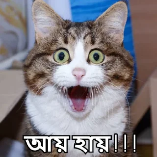 Video sticker 😮 Bangla Stickers