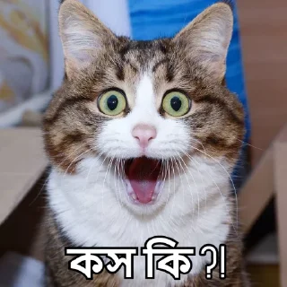 Video sticker 🤯 Bangla Stickers