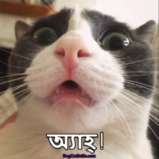 Telegram sticker 😐 Bangla Stickers