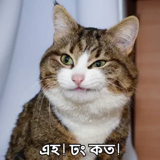 Video sticker 😑 Bangla Stickers