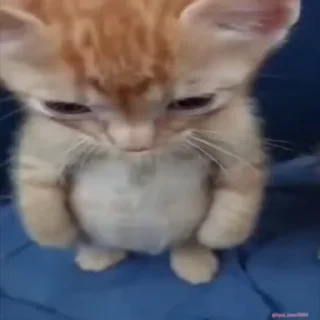 Video sticker 😠 고양이좋아가리비