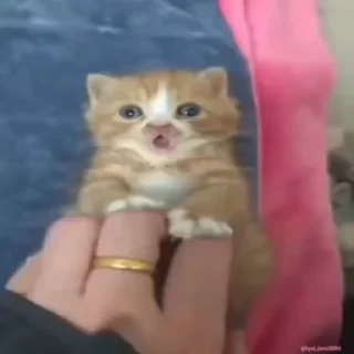 Video sticker 😳 고양이좋아가리비