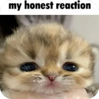 Video sticker 🫤 고양이좋아가리비