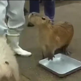 Video sticker 🍉 @capybaragang