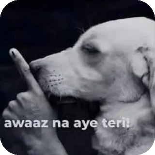 Video sticker 🐶 cardih