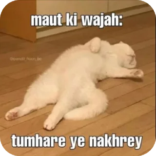 Video sticker 🐱 Hail pookie :: @fStikBot