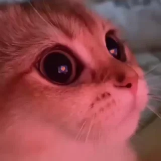 Video sticker ❤️ Лучшие стикеры: @animstiker