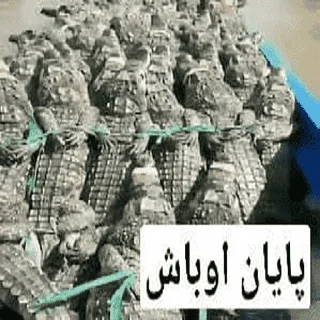 Video sticker 😭 شکنجه خروس و توپ 2: هجوم بر غول
