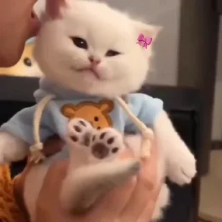 Video sticker 🐱 @stjckers شماره مجازی ارزان👉🏼 @Majazinoo_accbot