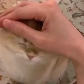 Video sticker 🐱 @stjckers شماره مجازی ارزان👉🏼 @Majazinoo_accbot