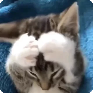 Video sticker 😳 FunnyCats :: @fStikBot