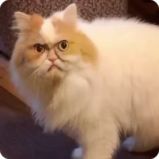 Video sticker 😡 FunnyCats :: @fStikBot