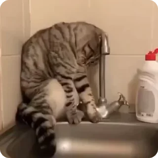 Video sticker 😢 FunnyCats :: @fStikBot