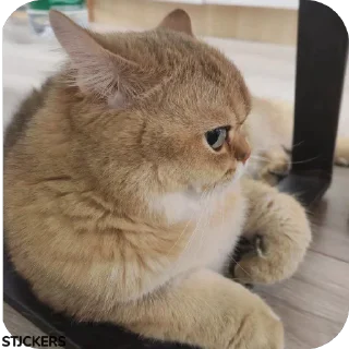 Video sticker 😾 @stjckers شماره مجازی ارزان👉🏼 @Majazinoo_accbot
