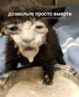Telegram sticker 😭 комфортикліз :: @fStikBot