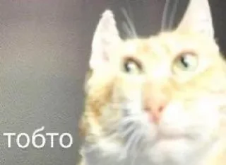 Video sticker 🫤 комфортикліз :: @fStikBot