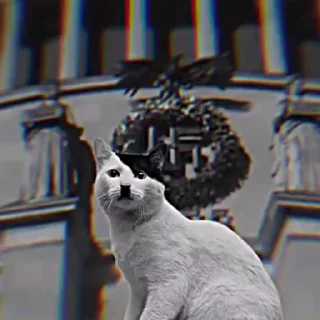 Video sticker 😺 Vaipex pack 1 :: @fStikBot